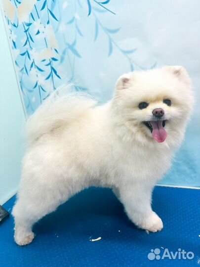 Груминг стрижка собак