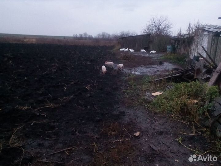 Поросята ландрас
