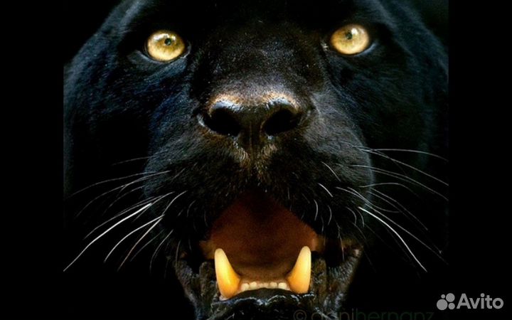 Картина Пантера вышитая крестом