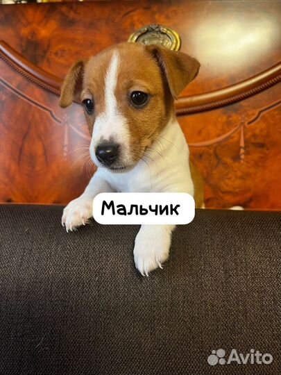 Щенки джек рассел терьер гладкошерстный