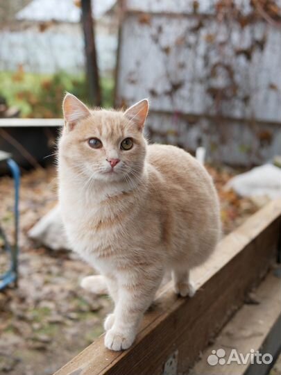 Котенок