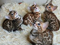 Элитные Бенгальские котята