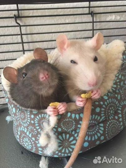 Передержка животных