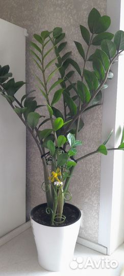 Замиокулькас