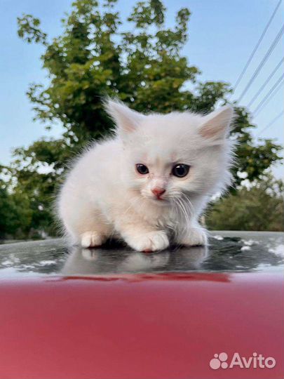 Котятки и кошечка мама в добрые руки