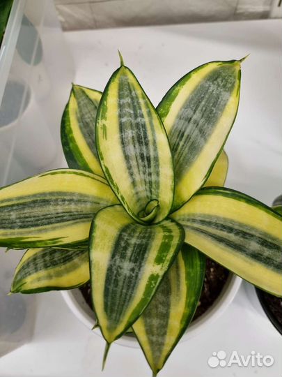 Сансевьерии 5видов детки