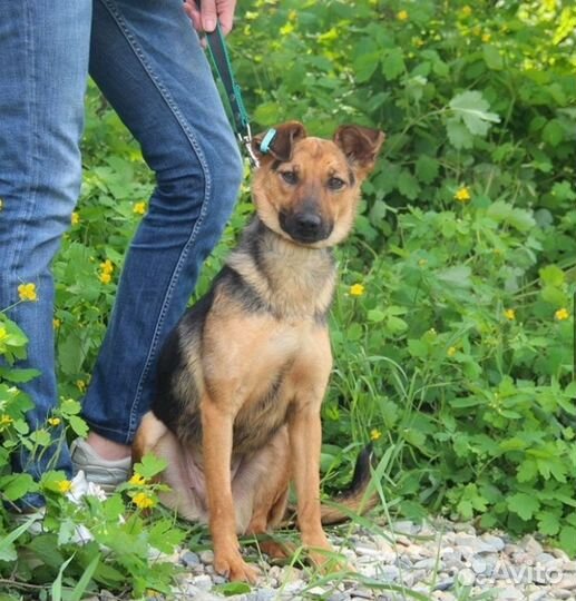 Собака в добрые руки