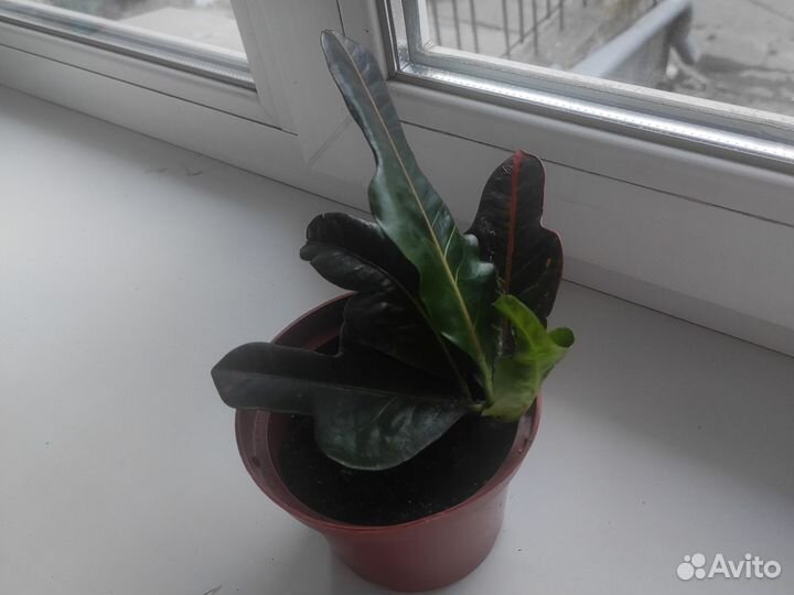 Кротон