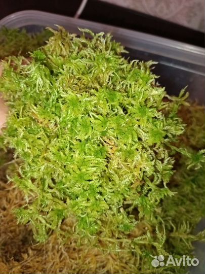 Мох сфагнум живой