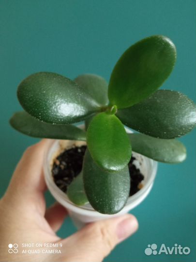 Толстянка (денежное дерево, крассула)