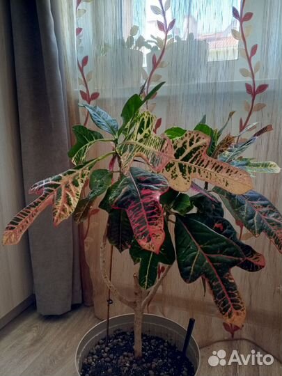 Комнатные цветы. Кротон Экселент