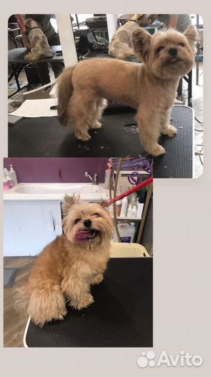 Услуги грумера