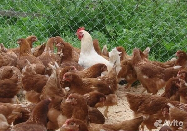 Куры бройлеры