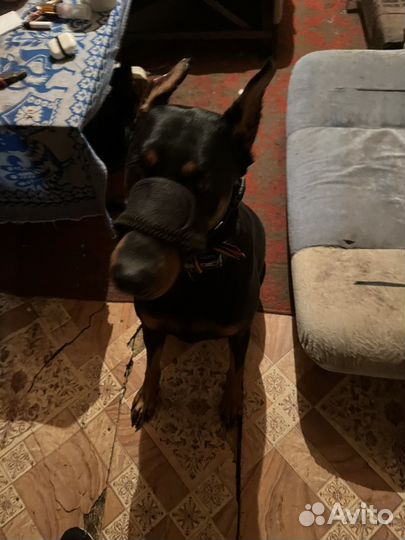 Доберман взрослый