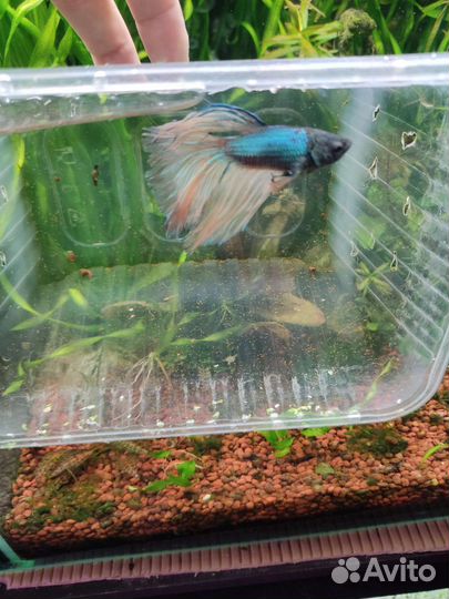 Рыбка петушок