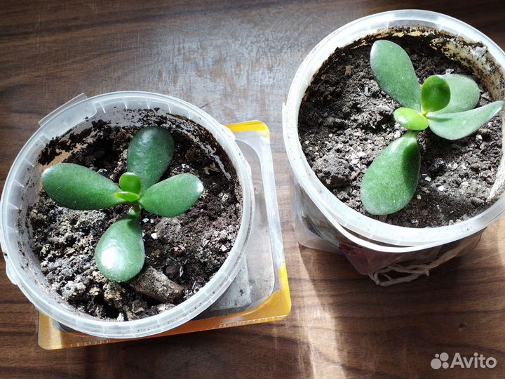 Денежное дерево толстянка