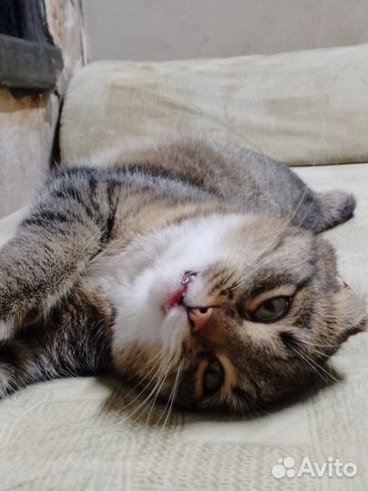 Кошки в добрые руки