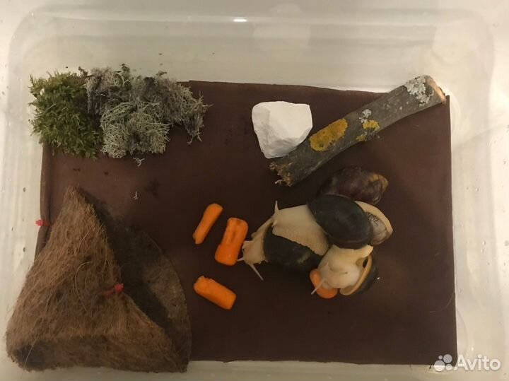 Улитяиник с улитками