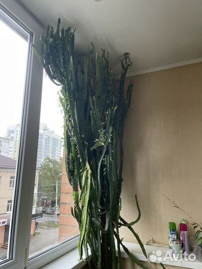 Замиокулькас