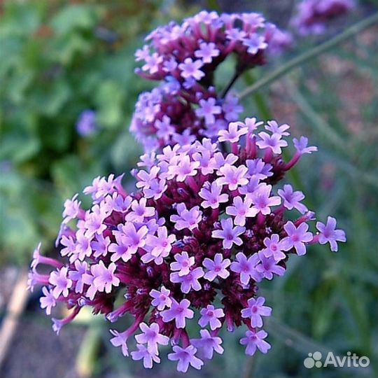 Вербена бонарская семена