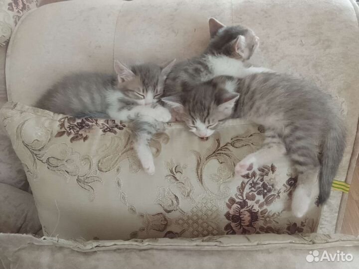 Кошки в добрые руки бесплатно
