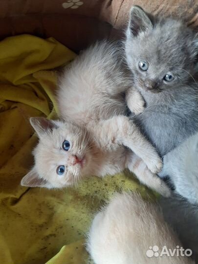 Котята в добрые руки бесплатно