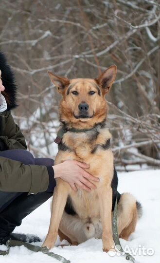 Зорро ждет свою семью, собака в добрые руки