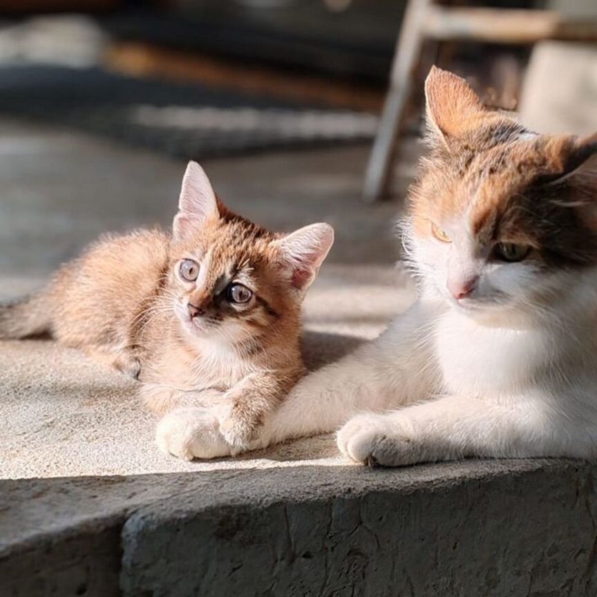 Котята в добрые руки 3 месяца, девочка серенькая