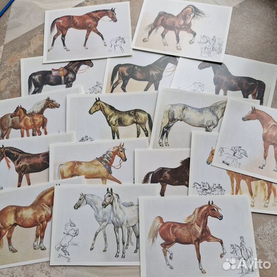 Набор открыток Наш друг лошадь. 1988 г