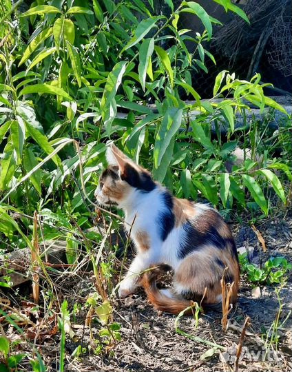 Котенок ищет дом