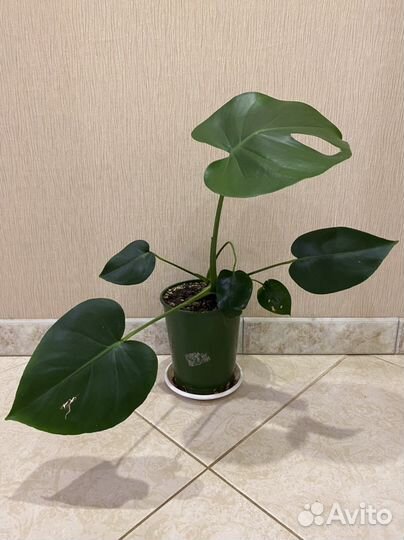 Монстера растение для офиса