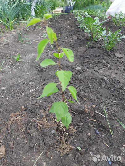 Саженцы абрикос