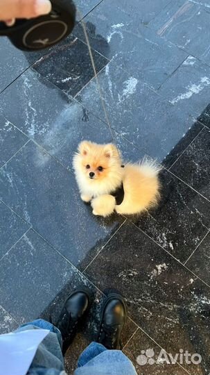 Шпиц вязка кобель