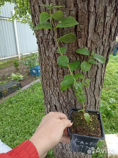 Чубушник сорт 