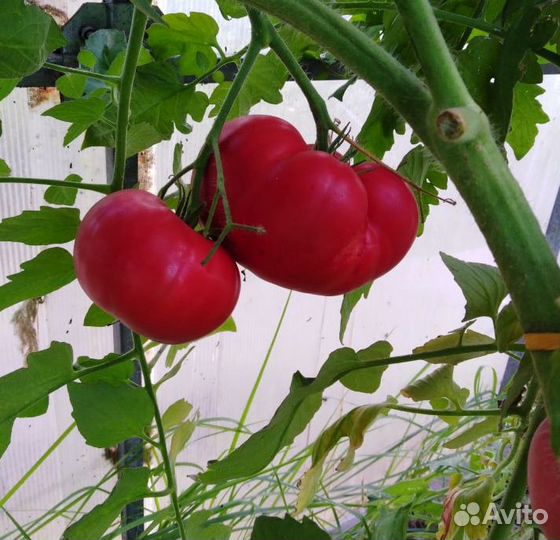 Семена помидоров розовый крупный
