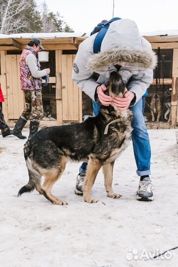 Жулик ищет дом