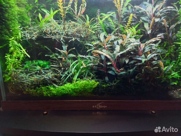 Буцефаландры