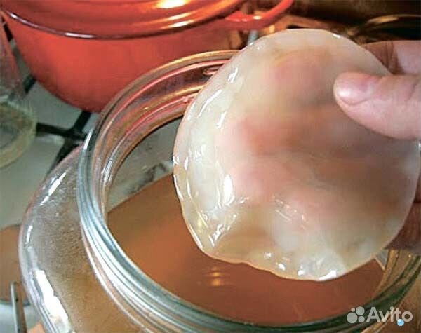 Чайный гриб (комбуча)