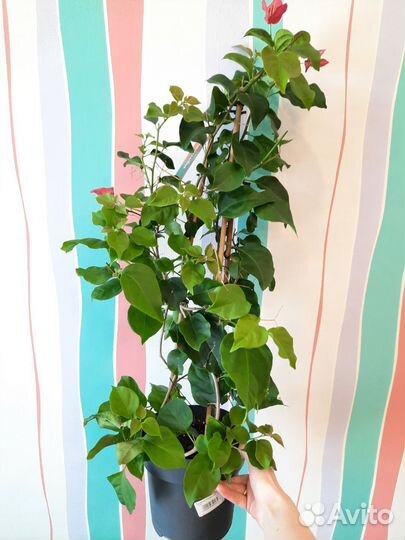 Бугенвиллия взрослые кусты