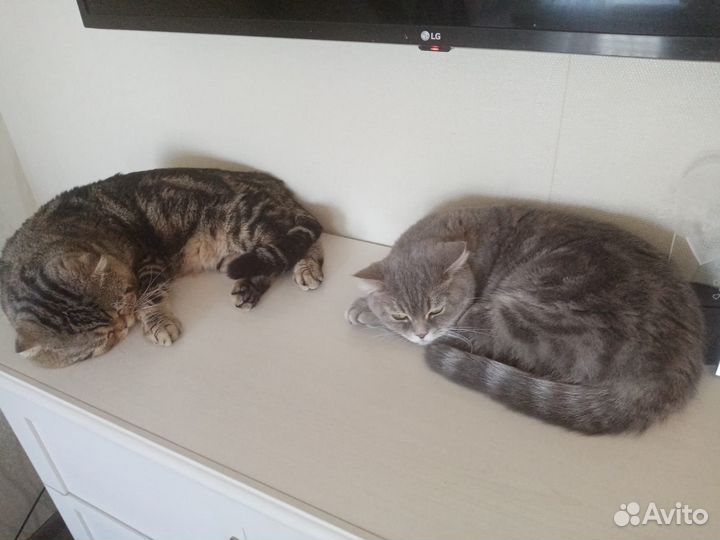 Шотландская