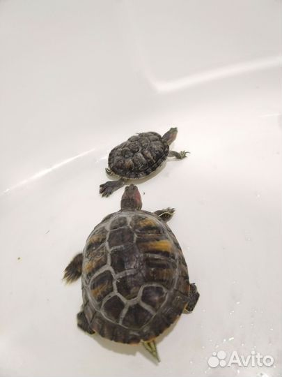 Красноухая черепаха