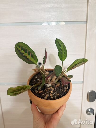 Маранта триколор