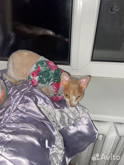 Отдам в добрые руки сфинкса