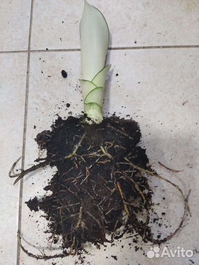 Сансевиерия