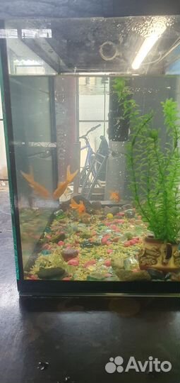 Аквариум с рыбками