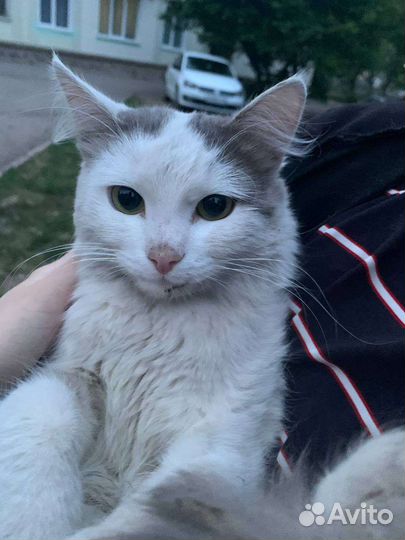 Турецкая ангора