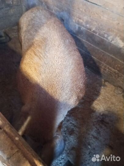 Продаю хряка
