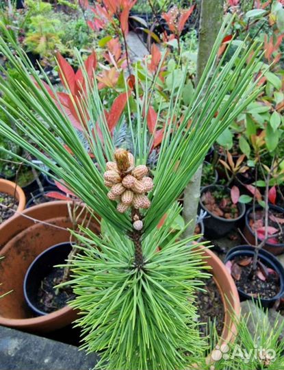 Кедр,сосна,туя,туевик,можжевельник,кипарис,криптом