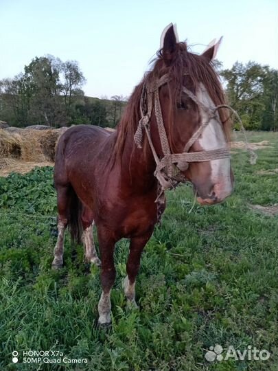 Продажа лошадь жеребец