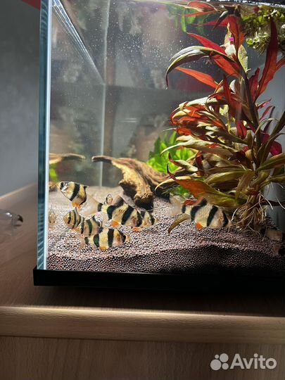 Барбус суматранский